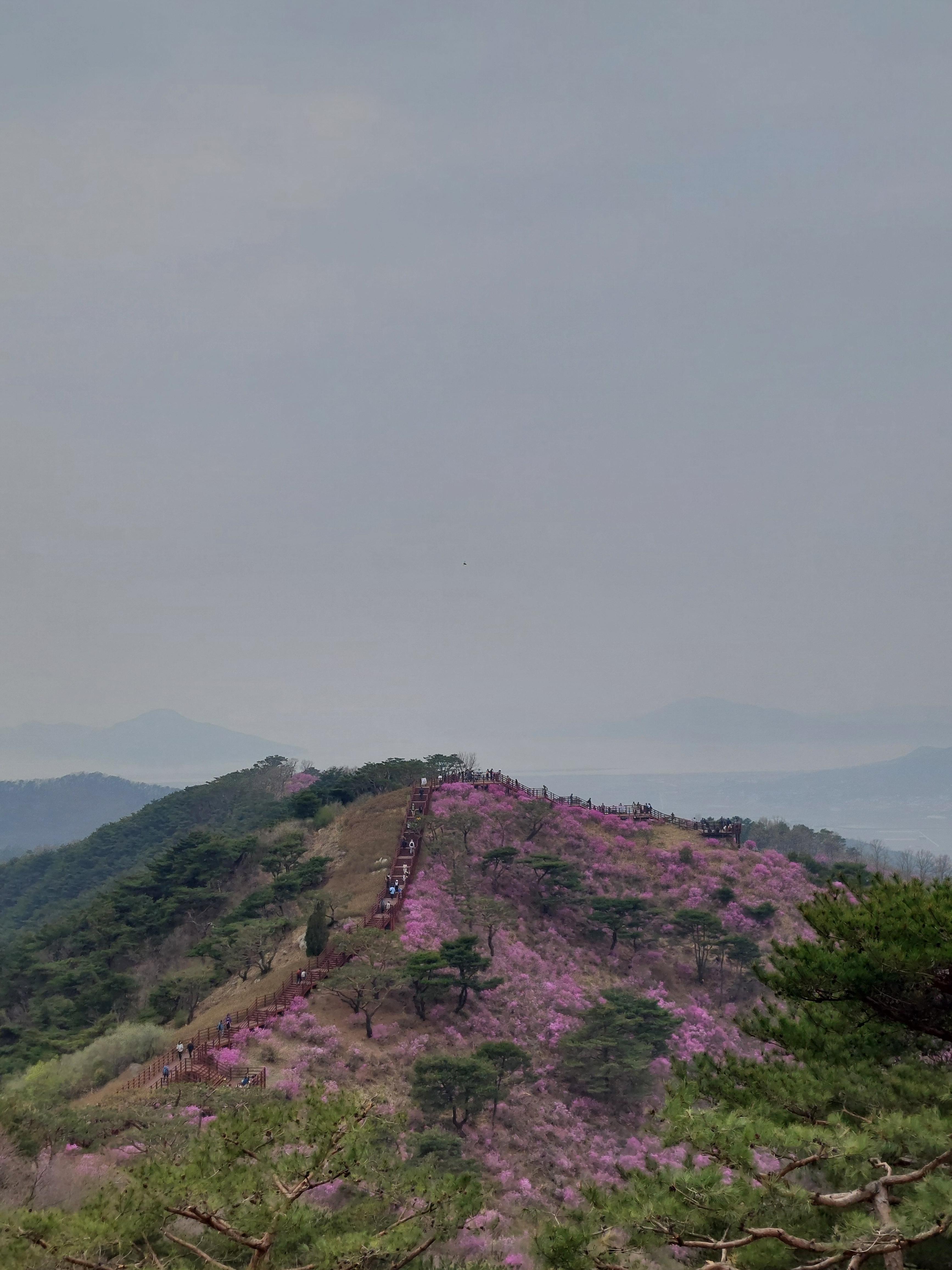 고려산 진달래
