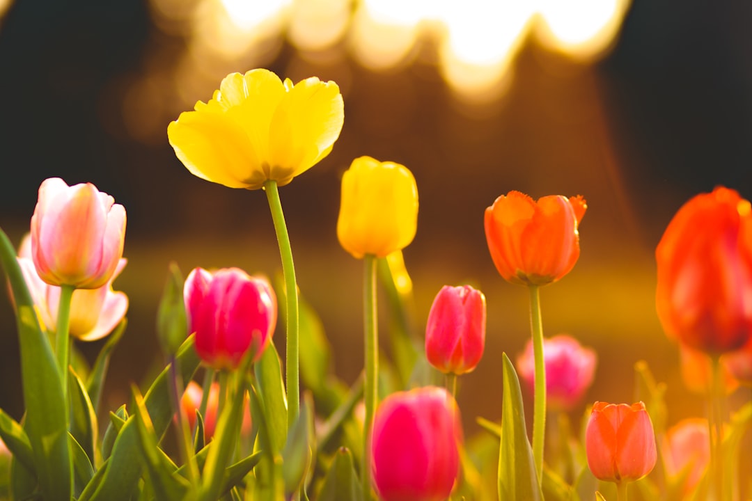Tulip