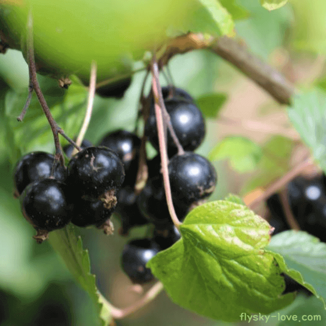 항산화 효과가 뛰어난 블랙커런트