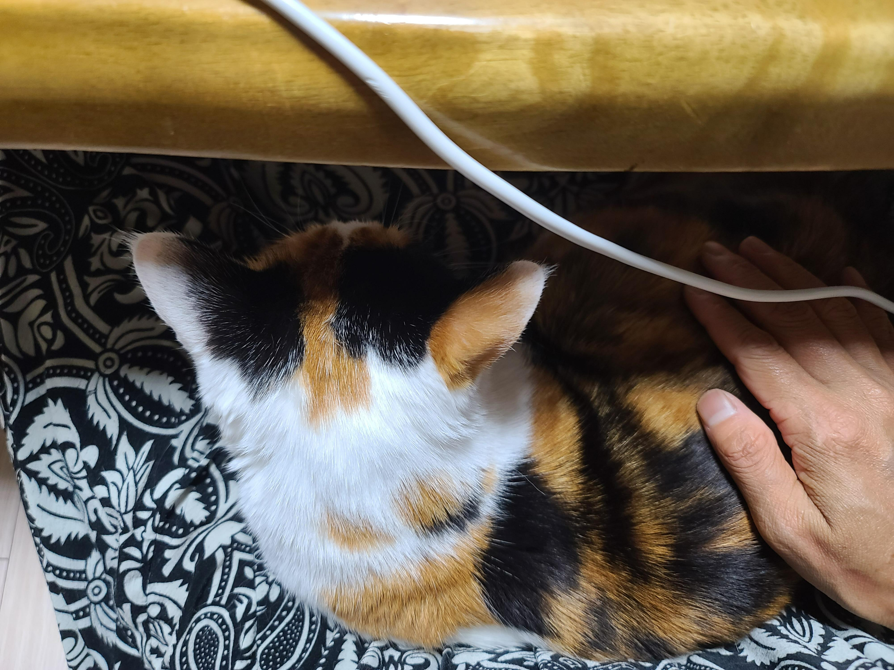 4년만에 스스로 집사품에 안긴 고양이 요미