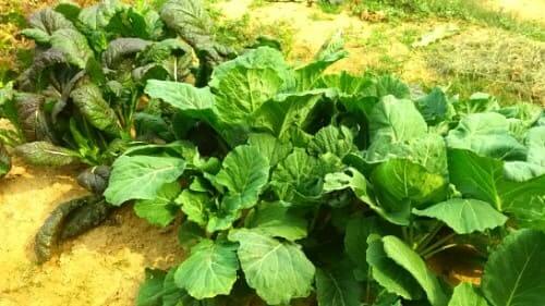 케일-성인병-예방효능