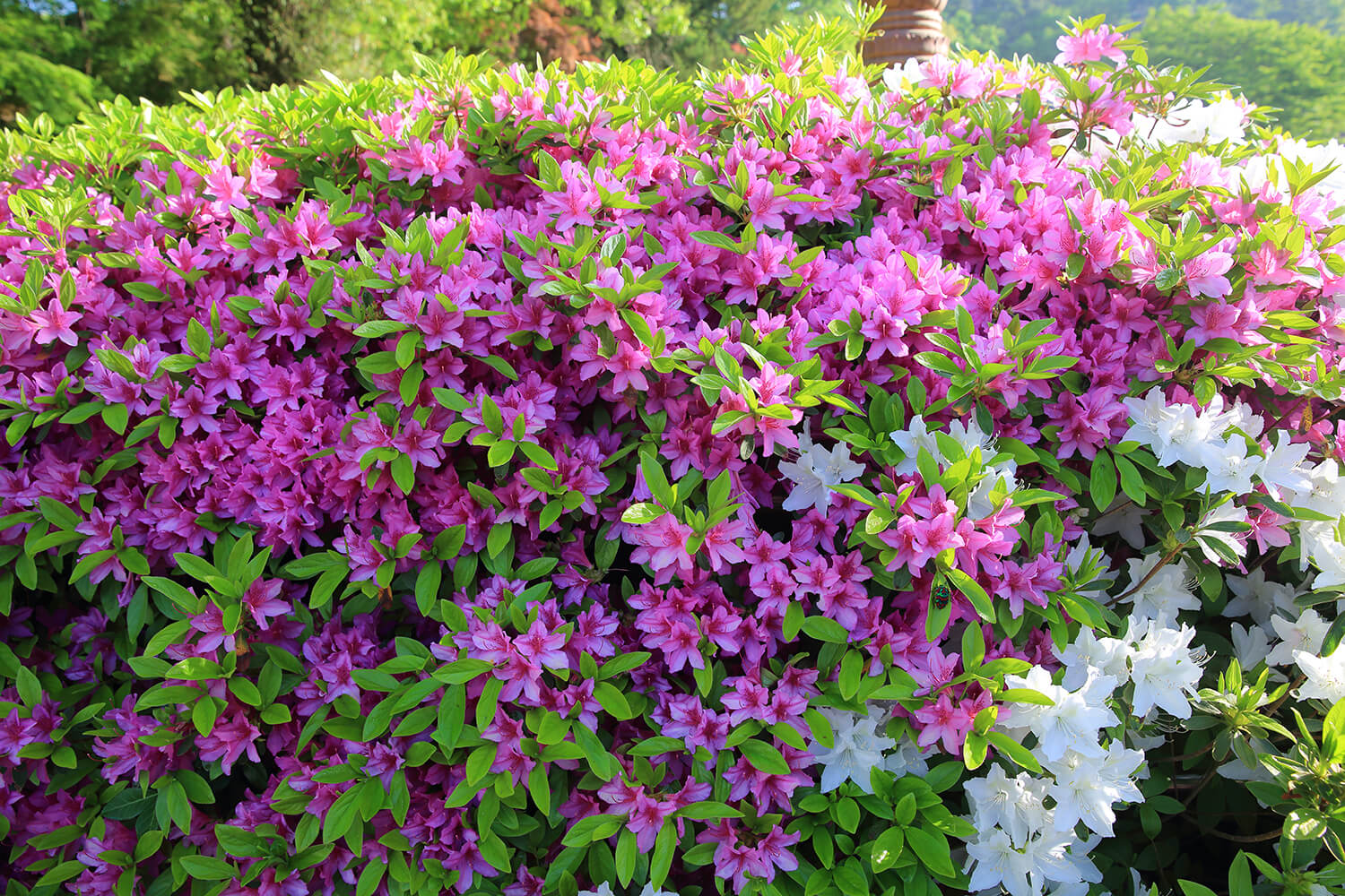 분당중앙공원 철쭉2