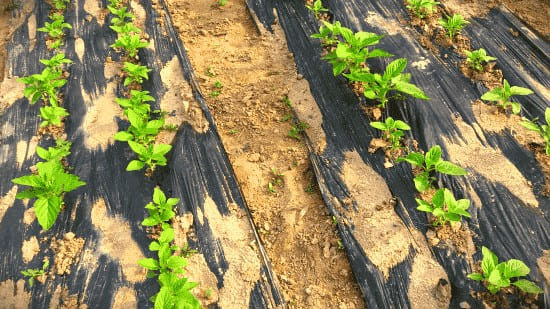 참깨-재배밭-파종방법-재배방법