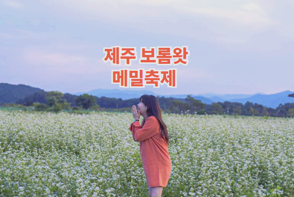제주 보롬왓 메밀축제