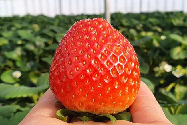 새파란딸기농원