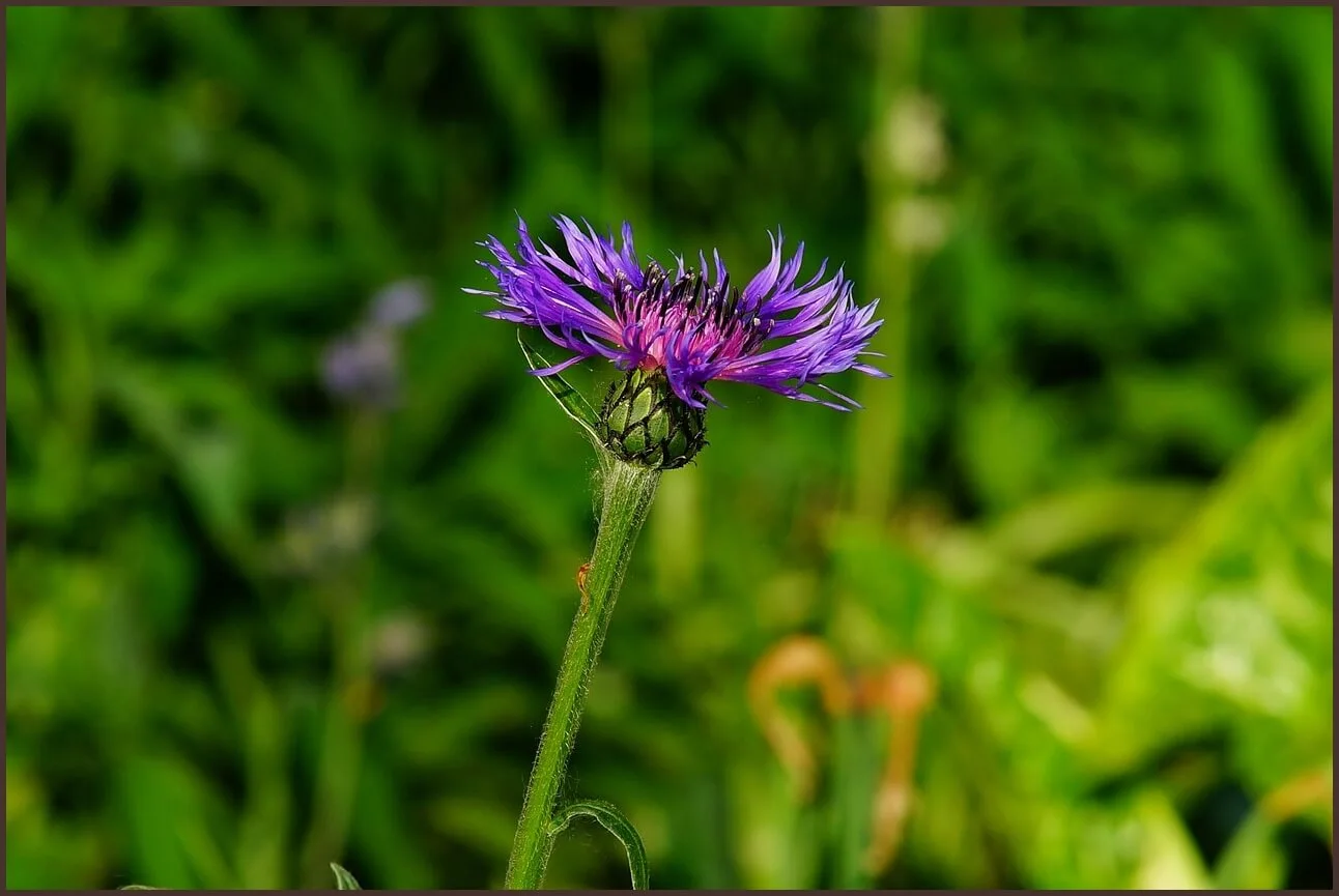 농협은행 정기예금 금리