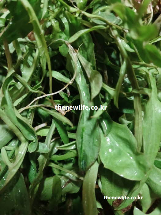 씀바귀 효능 영양 성분 시나로사이드 실사진