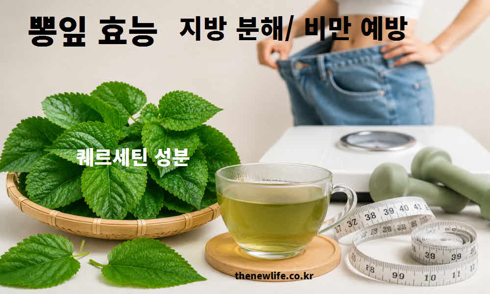 뽕잎 효능 지방 분해 비만 예방