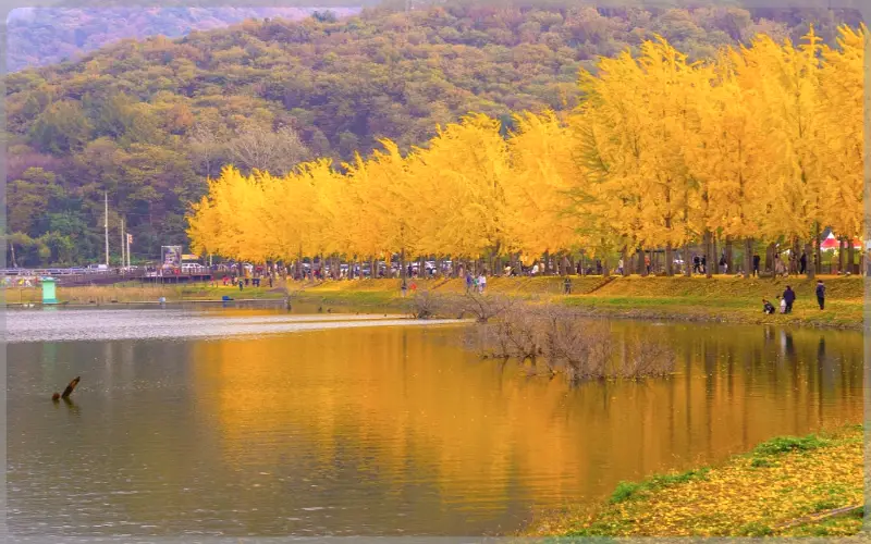 문광저수지 은행나무길_8