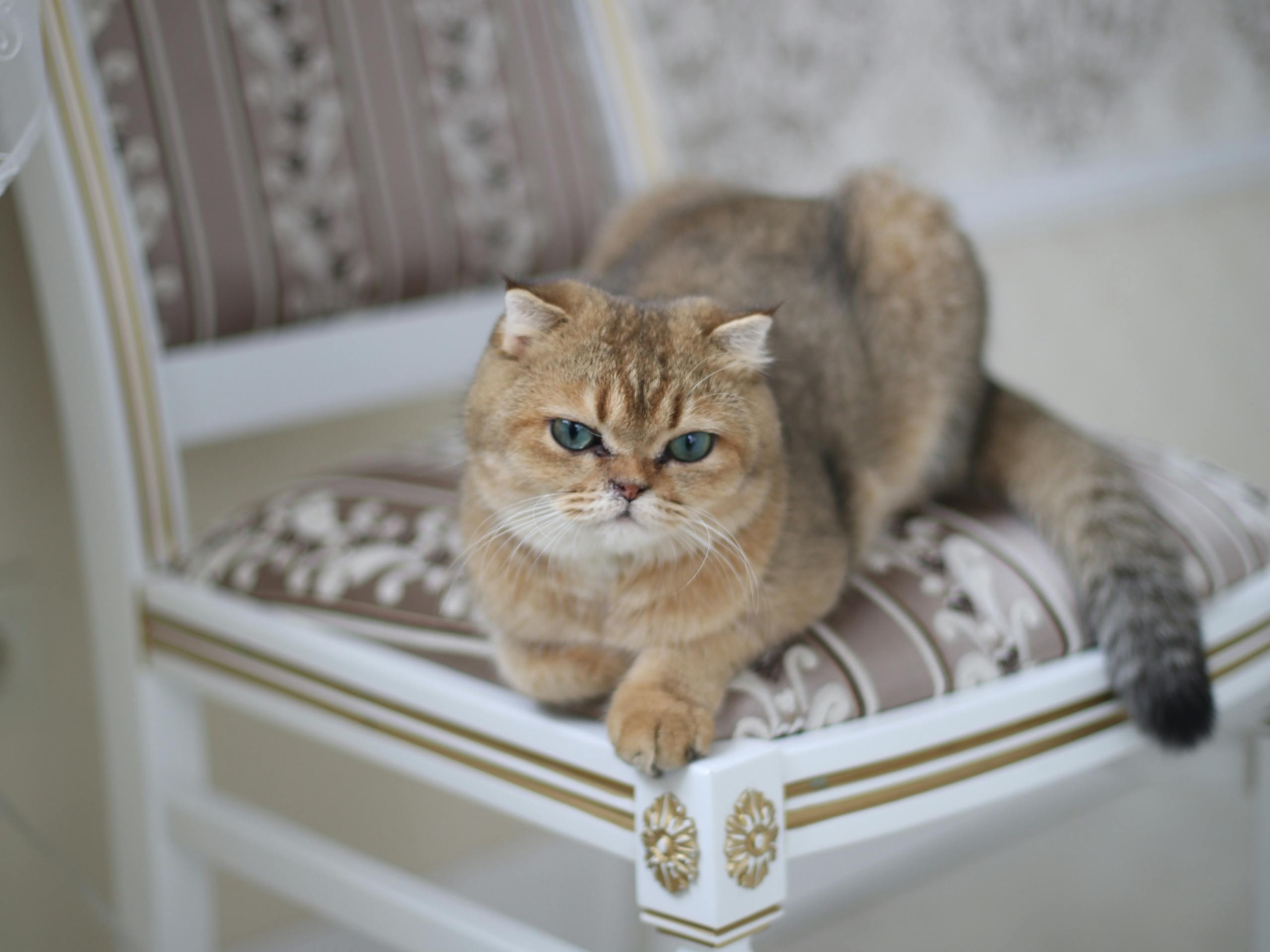 고양이 화장실 모래