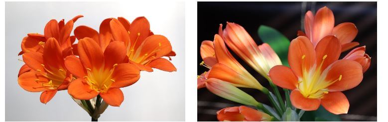 돈 들어오는 식물 군자란