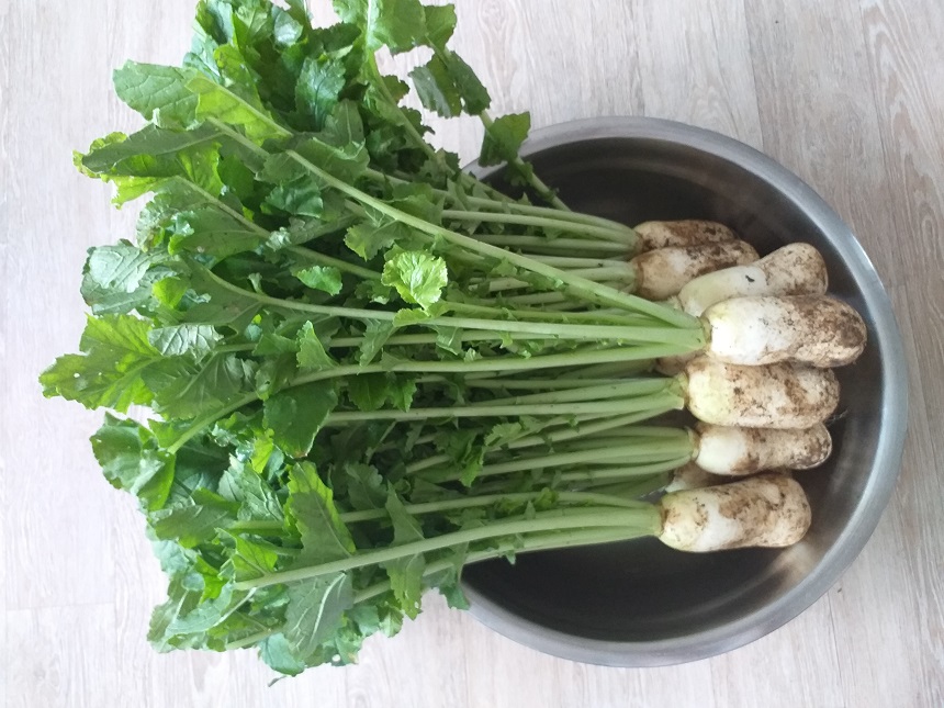 여름알타리김치