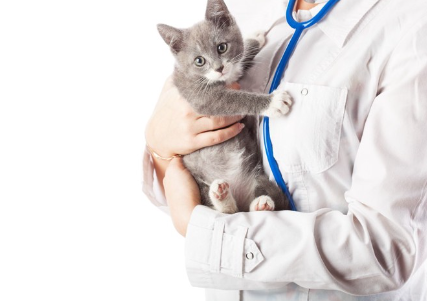 의사에게 안기는 고양이.