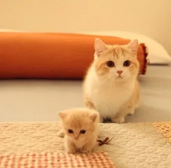 고양이 합사 방법 실패 스트레스 서열_10