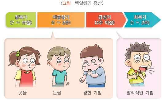 아기 백일해 증상 부작용 성인예방접종 나이