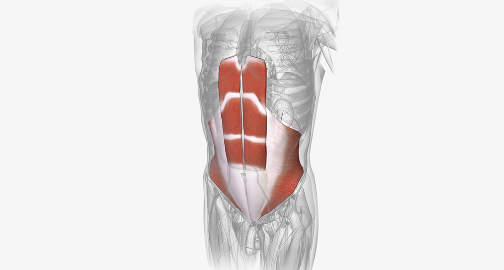 근감소증 자가진단