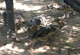 대전 늑대 동물원 오월드 탈출 퓨마 포획 상황