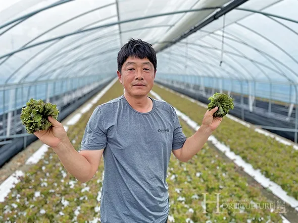 상추 재배 모종활착 일조량 관리 잎따기 방법_6