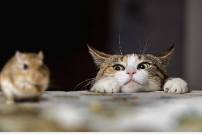 쥐 끈끈이로 쥐 잡기