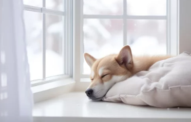 잠자는 강아지출처:어도비스톡