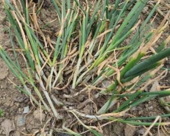 쪽파 심는 시기 완벽 가이드