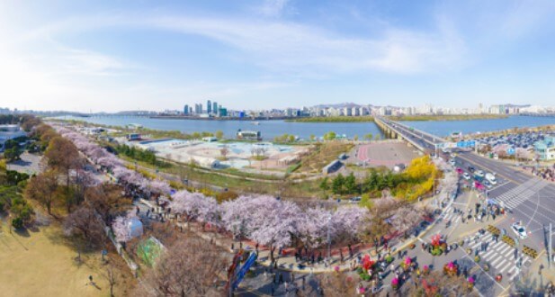 영등포 여의도 벚꽃 축제 전경