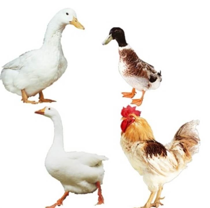 림프종 좋은음식-가금류