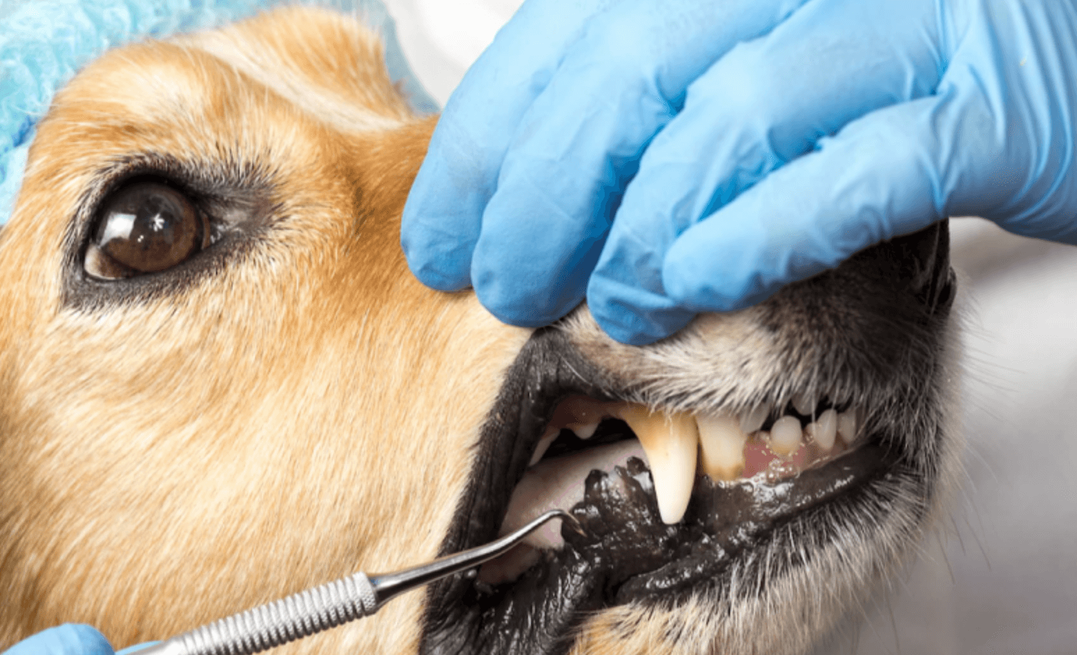 강아지-스케일링-비용