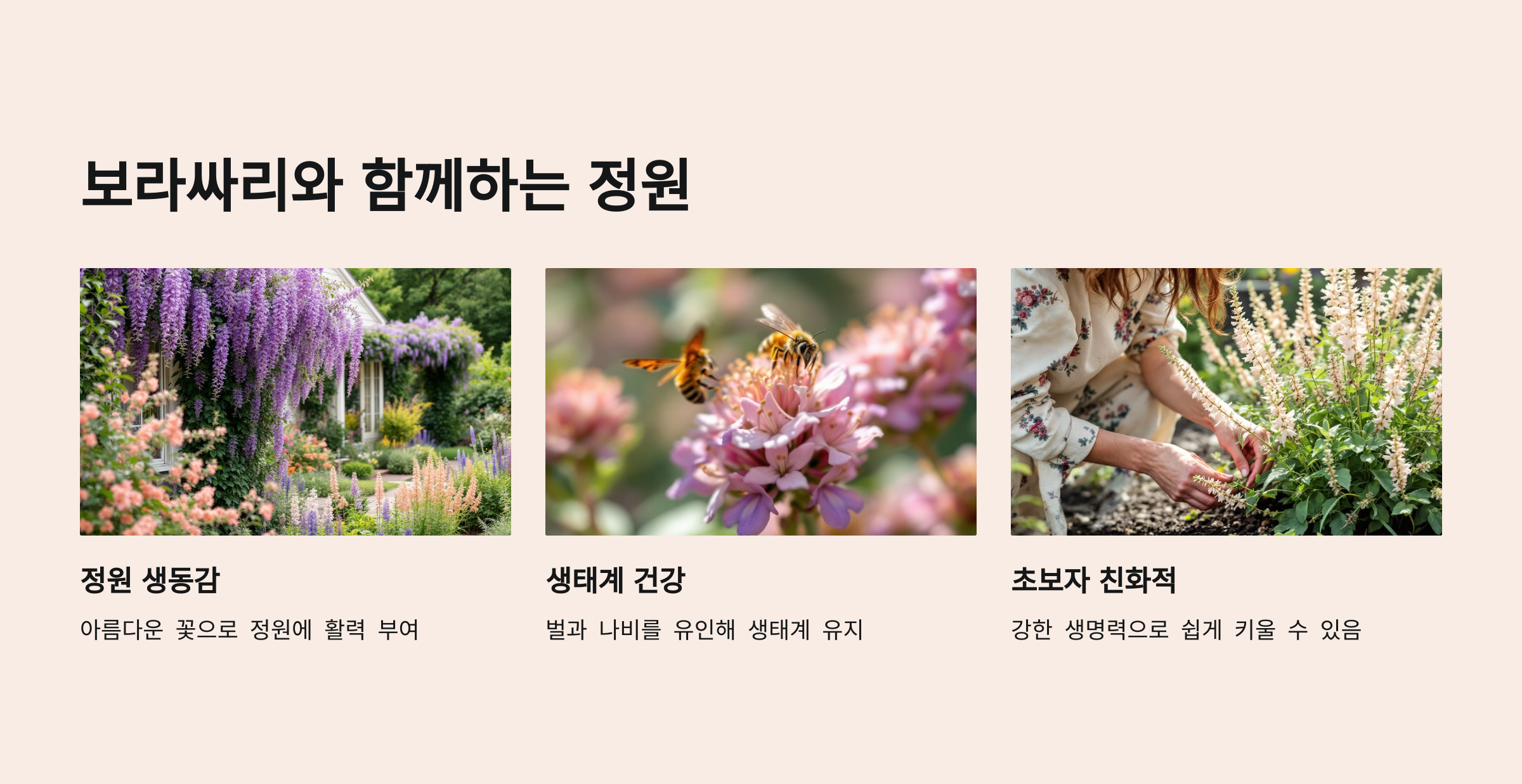보라싸리 사진