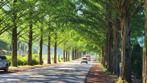 부귀 메타세쿼이아 길