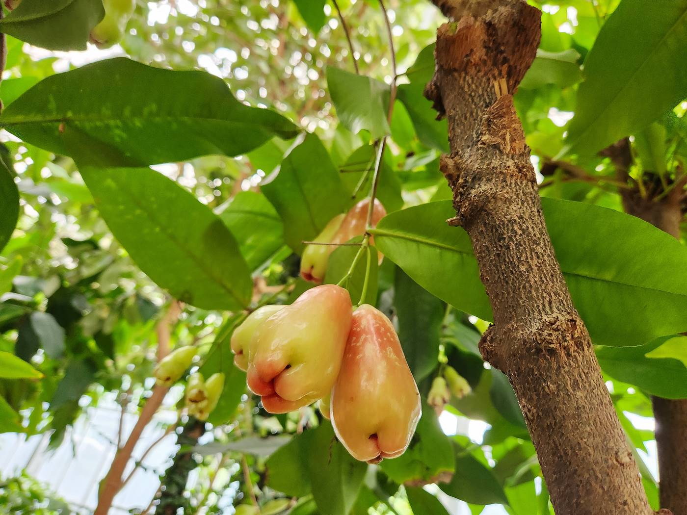 말레이애플 Malay Apple