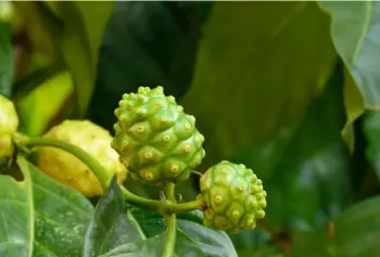 노니 효능 및 영양성분, 부작용과 주의점