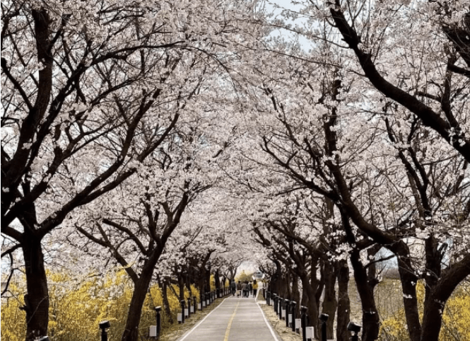 보은 벚꽃길 축제