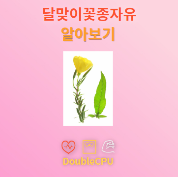 달맞이꽃종자유 탐구