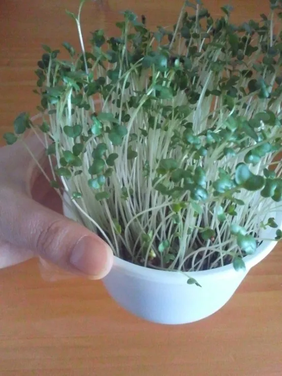 새싹브로콜리 재배 트레이 파종 물 관리 영양 풍부_4