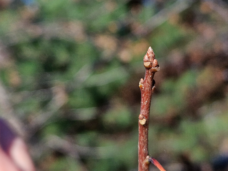 대왕참나무 겨울눈1