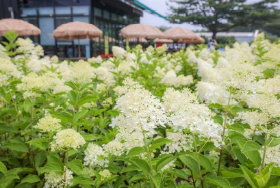 수국축제