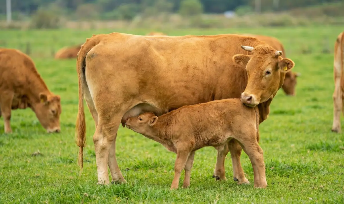 평화로운 초원에서 송아지에게 젖을 먹이는 어미 소의 따뜻한 풍경