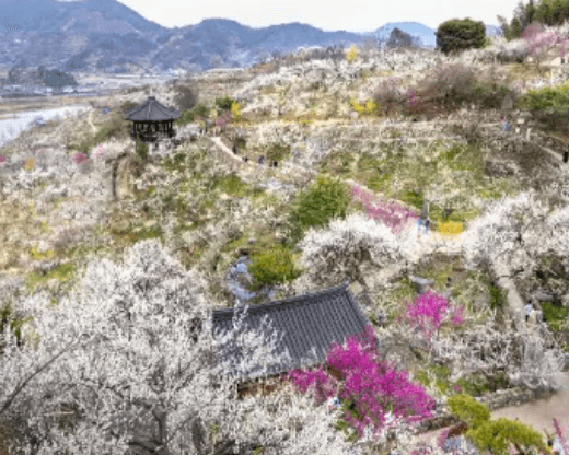 전국 매화 개화시기&amp;#44; 매화꽃 명소 및 축제 안내