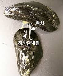 홍합접착제