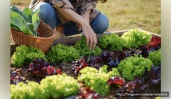 저장 채소 관리 감자 고구마 마늘 양파 배추 무 김장 준비_20