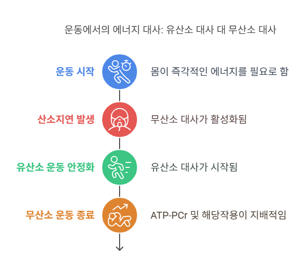 산소지연과 에너지 대사 반응
