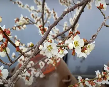 원동 미나리축제_18