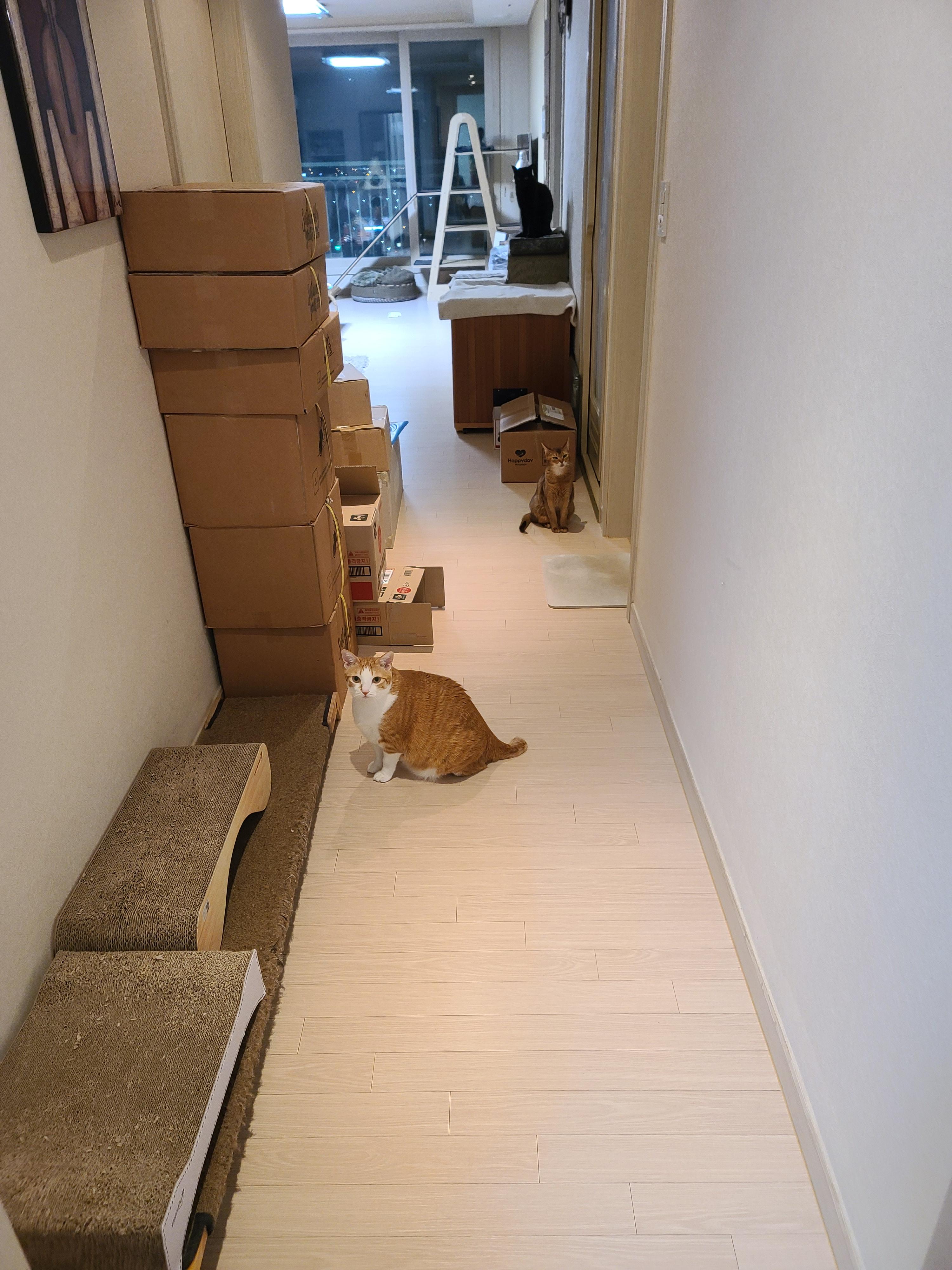 고양이 화장실 모래 전체갈이. 