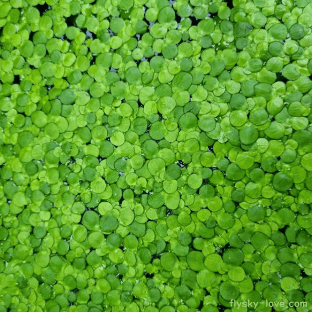 부평초(개구리밥)