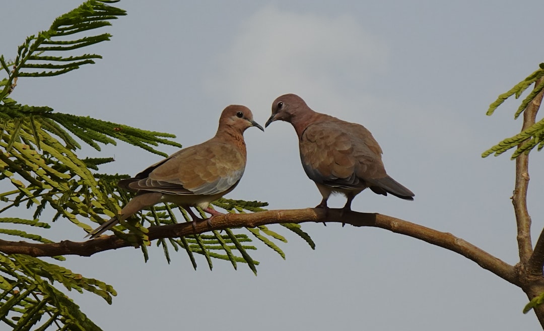 conciliation