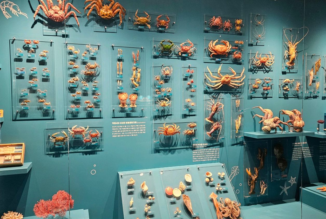 목포자연사박물관