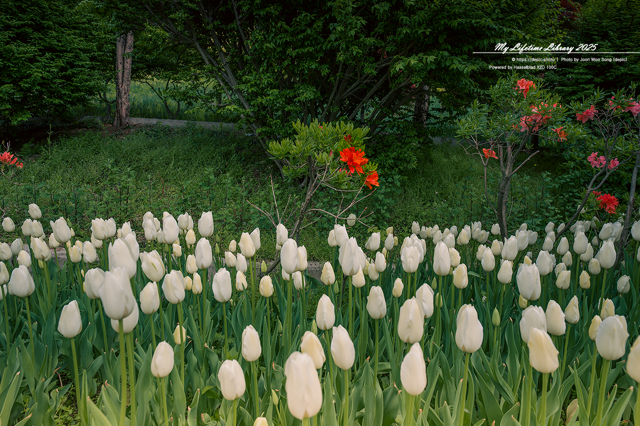 #봄 #꽃 #튤립 #아산 #피나클랜드