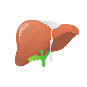 간수치 높으면 나타나는증상-이미지