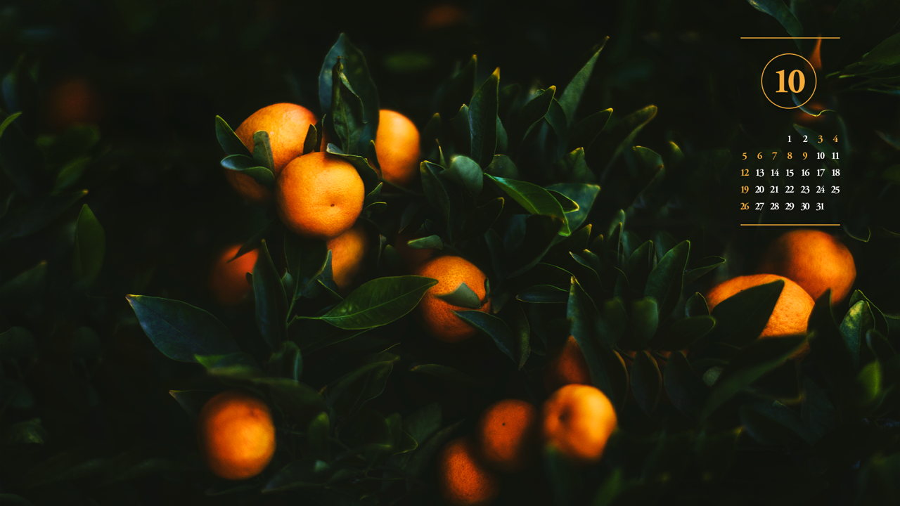 14 감귤 나무 다크 A - 2025년10월 노트북배경화면